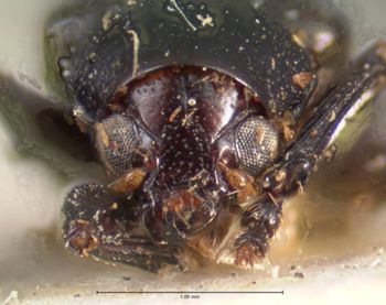 Media type: image; Entomology 9805   Aspect: head frontal view